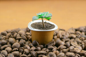 Capsule of coffee with green plant on roasted coffee beans